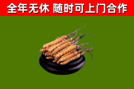 石家庄市回收冬虫夏草